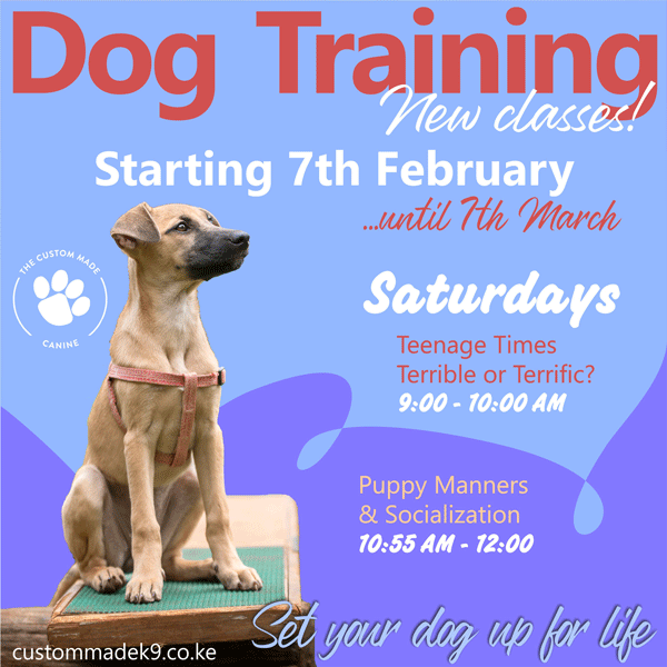 2026 Dog Training Flyer - Saturday classes, starting on 7th February, Teenage Times: Terrible or Terrific at 9, Puppy Manners and Socialization at 10:55