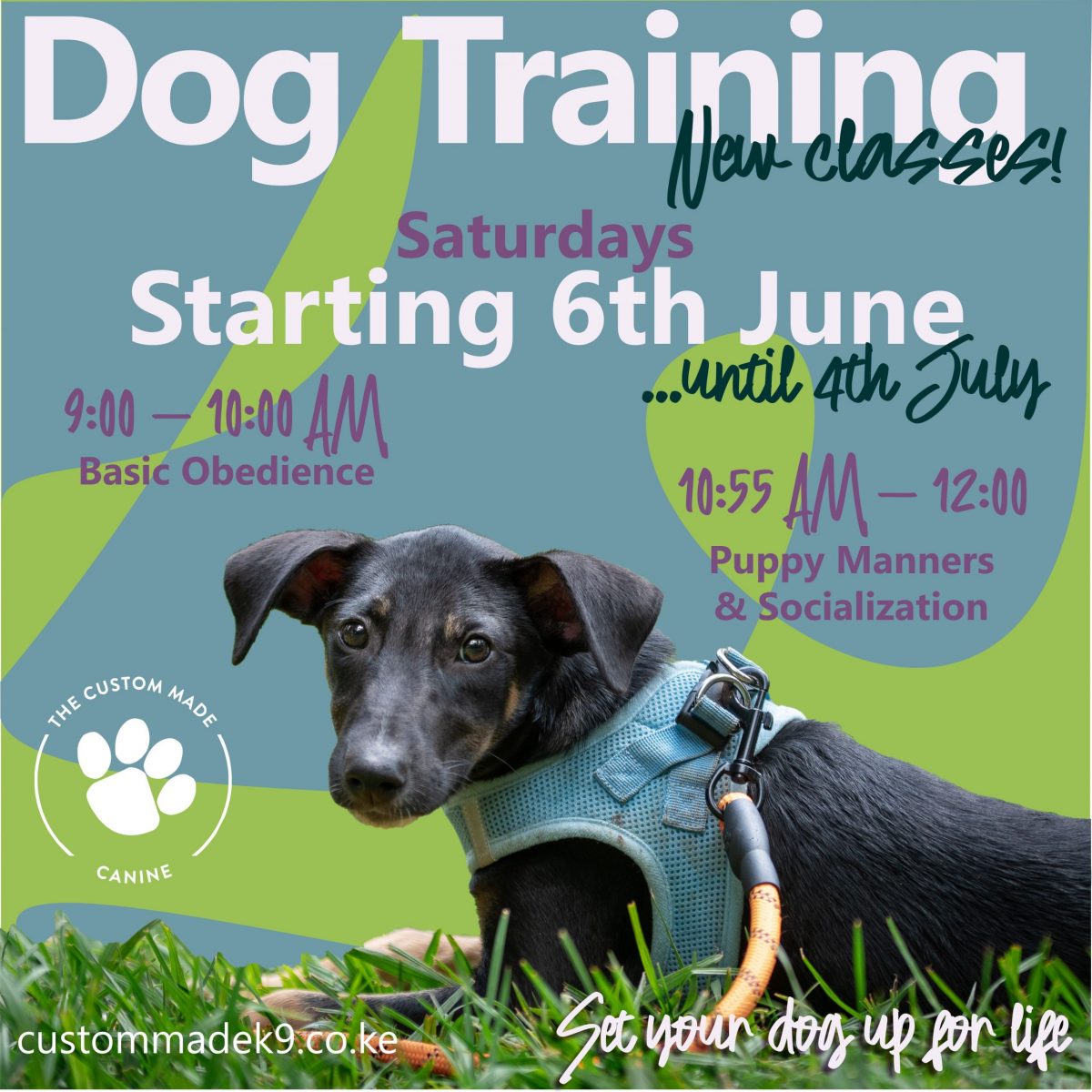 Young black KSD looking interested during training on poster with new training dates. Starting 6 June at 9:00 Basic Obedience, 10:55 Puppy Manners 
