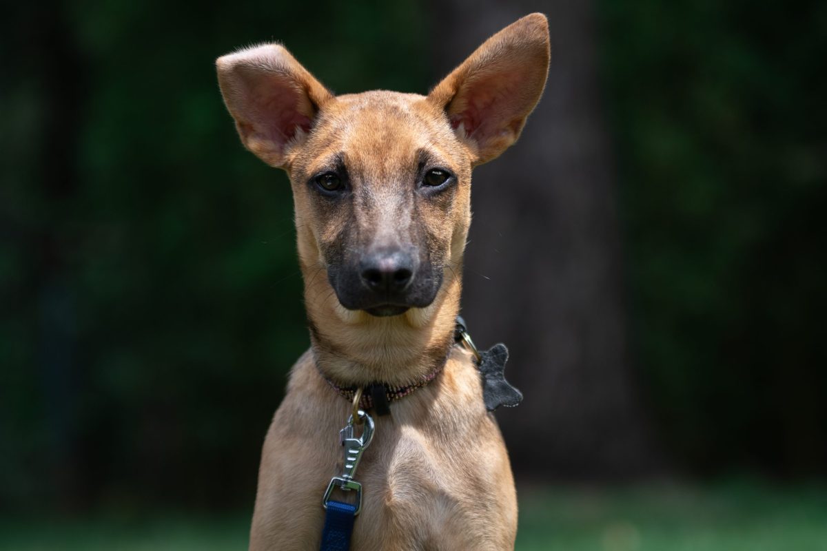 One of Liz's many fantastic photos taken during puppy class.